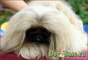 Ikrus hobbi radost tihiro | Pekingese 