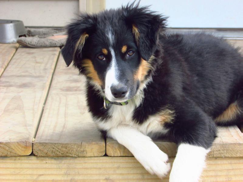 Barnard's Hevra Josephine | English Shepherd 