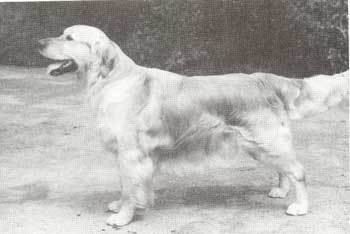 Oystergold Pandorina of Vinecroft | Golden Retriever 