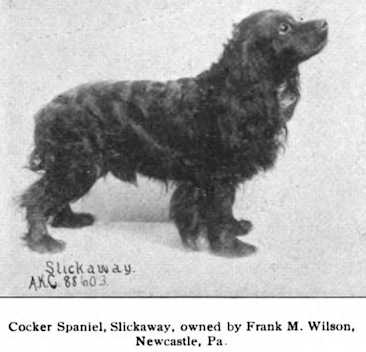 Slickaway (88603) | English Cocker Spaniel 