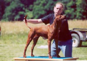 Elburn's Risky Whiskey | Redbone Coonhound 