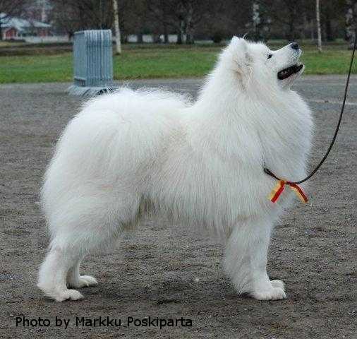 Talvituuli Rocky Balboa | Samoyed 