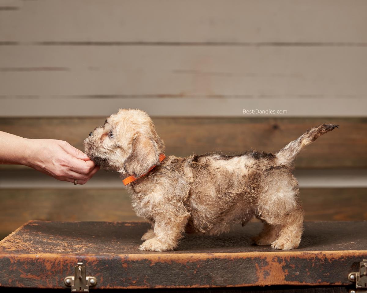 Sunny Magic Vazilis | Dandie Dinmont Terrier 