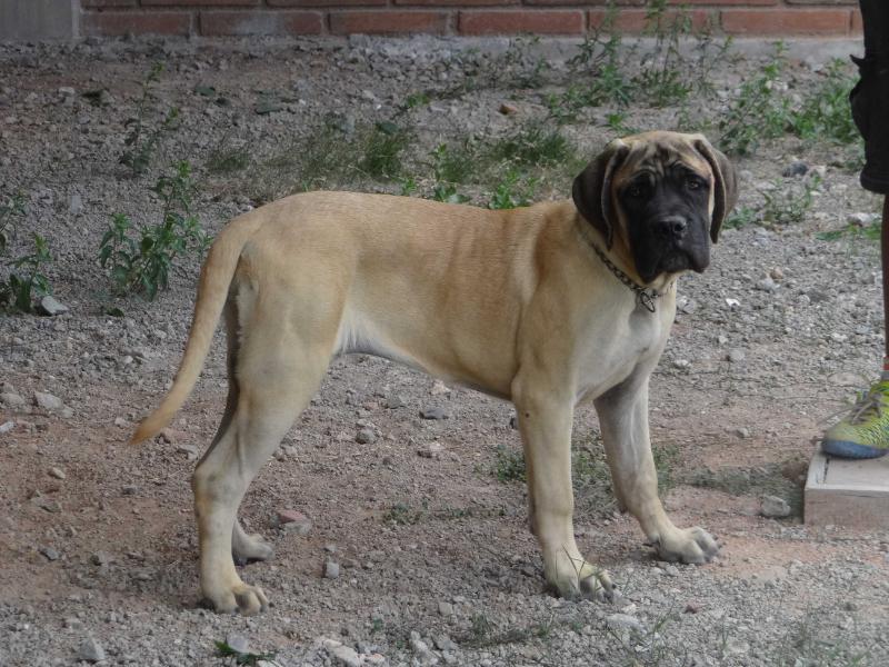 DARANI (FLORES) | Mastiff 