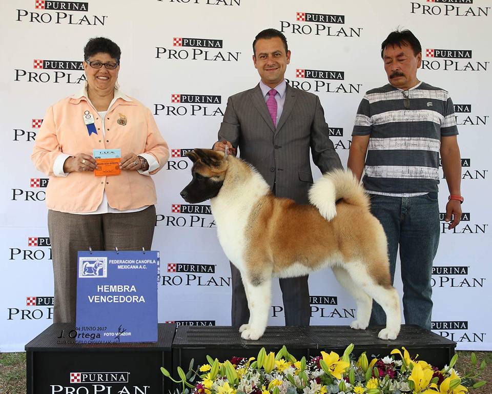 Ger's Kissing The Sky (Chapul) | Akita 