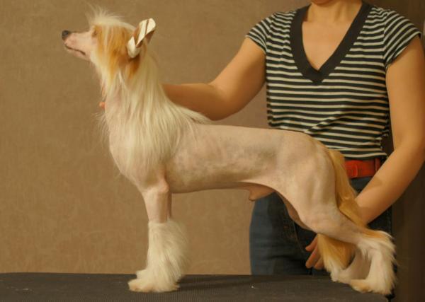 Yarapolk iz Daimond Siti | Chinese Crested 