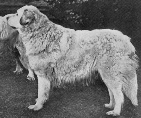 Thora (NHSB) 19685 | Great Pyrenees 