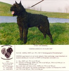 Doerak van de Alsinhof | Bouvier des Flandres 