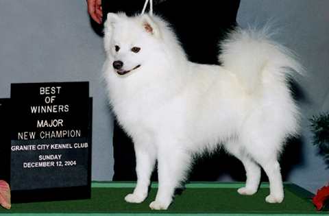 Whytepine Rewinds Sno Ranger | American Eskimo Dog 