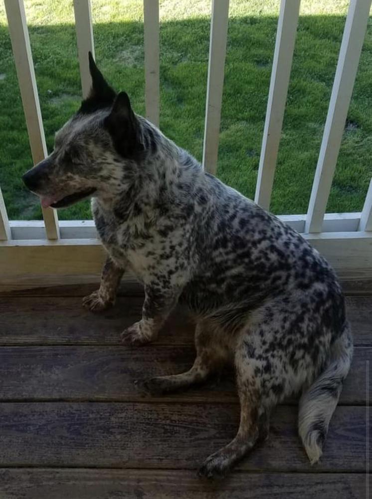 BCF’S forgotten silver rose | Australian Cattle Dog 