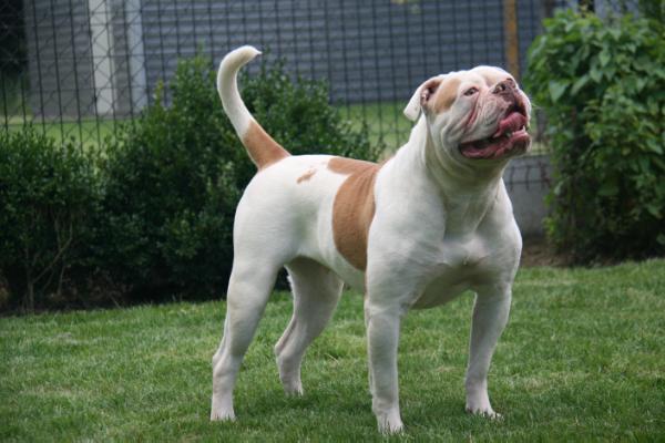 Warriorbulls Nina | American Bulldog 