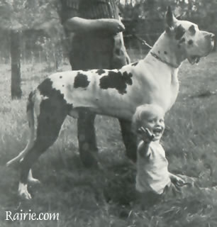 Dakota van de Brentjes | Great Dane 