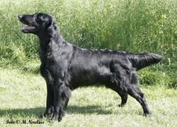 Miss Mallorys Love At First Sight | Flat-Coated Retriever 