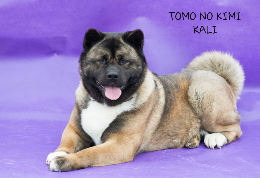 Tomo No Kimi Kali | Akita 