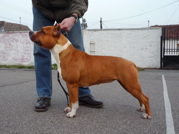 Ibiza Goldenstandard | American Staffordshire Terrier 