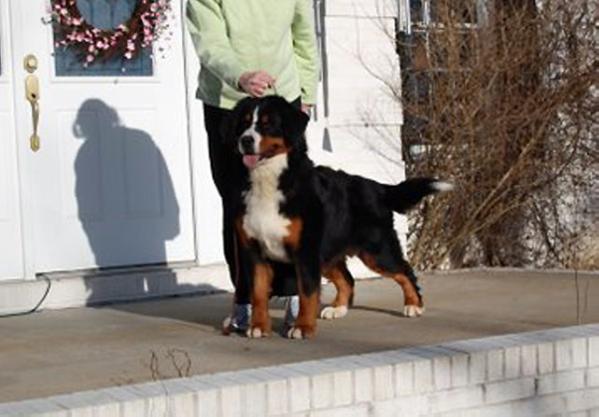 Anastasia Jack's Mtn Time to Shine | Bernese Mountain Dog 