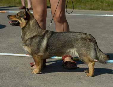 CIMILLAN DAYLILY | Swedish Vallhund 