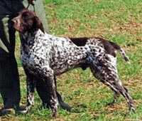 Urian vom Hege haus | German Shorthaired Pointer 