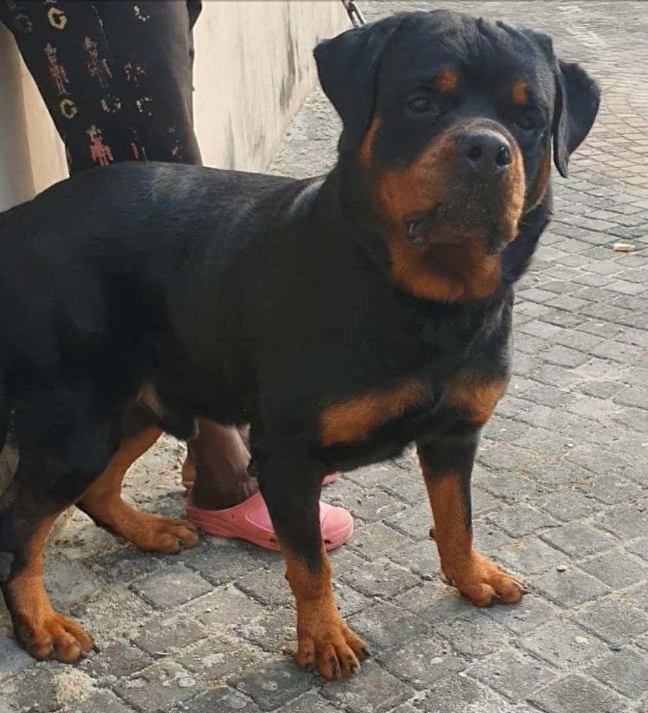 REX YAWEH KENNEL | Rottweiler 