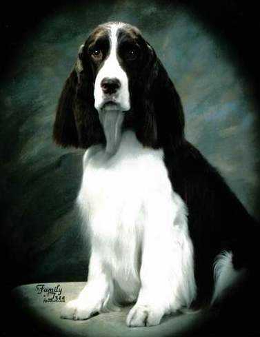 Barcath's Zoot Suit Riot | English Springer Spaniel 