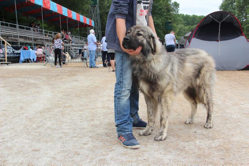 LEONARDO MOUNT CHÁN | Caucasian Mountain Dog 