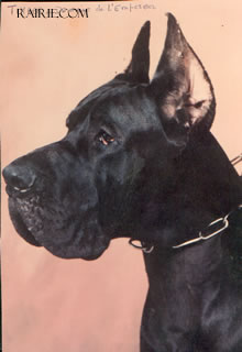 Timber du Domaine de l'Empereur | Great Dane 