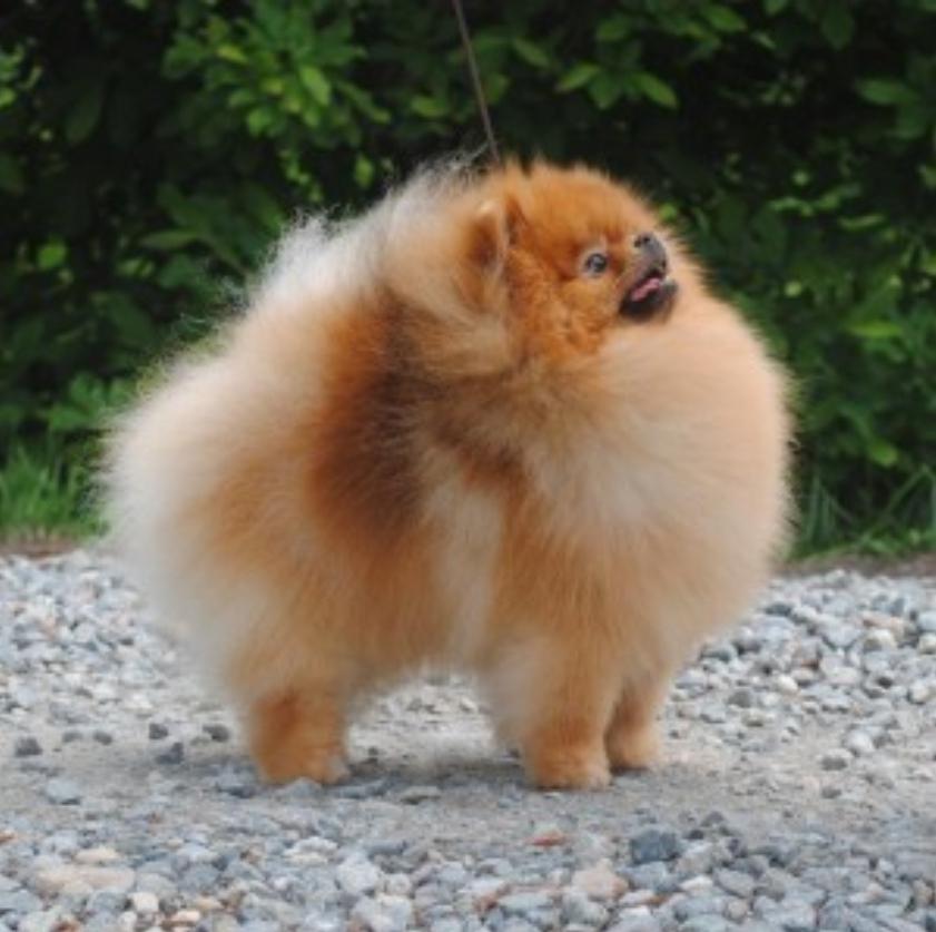 InTime In a Pinch | Pomeranian 