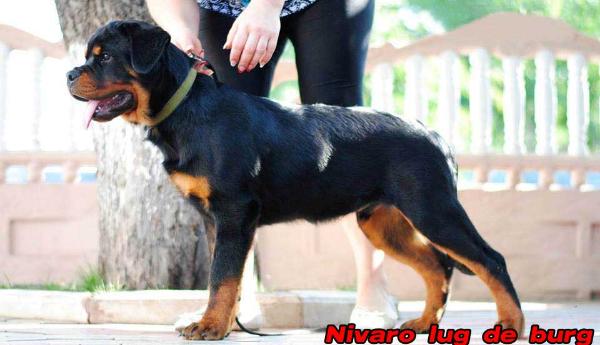 Nivaro lug de burg | Rottweiler 