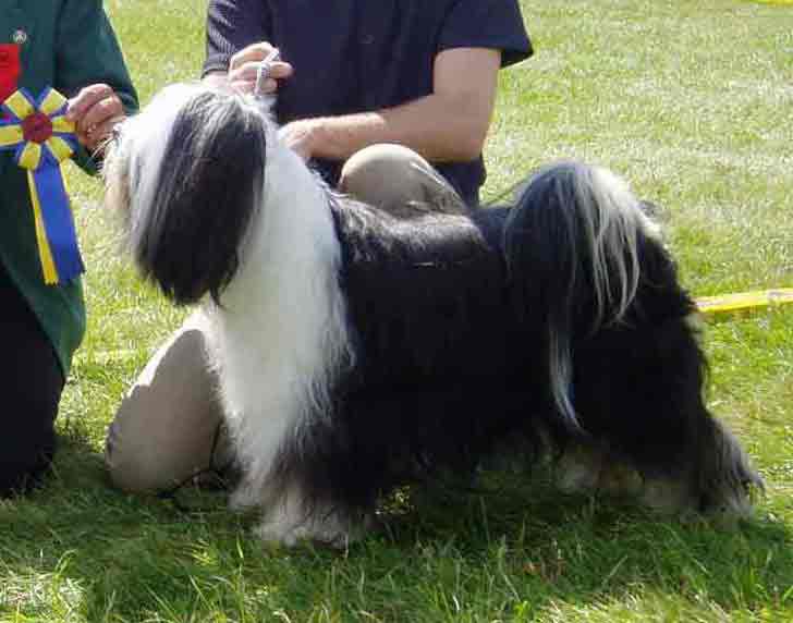 TARAGIRI MON-ZA | Tibetan Terrier 