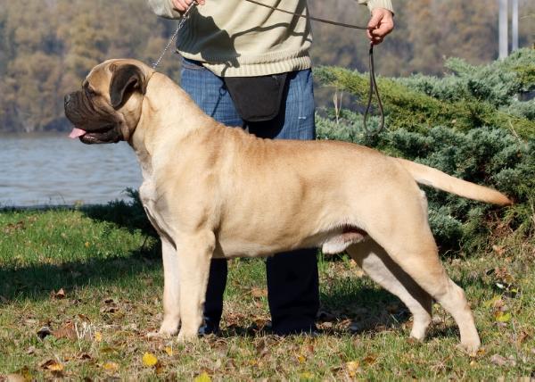 Toro diavolo valgrind golden'S uelsi | Bullmastiff 