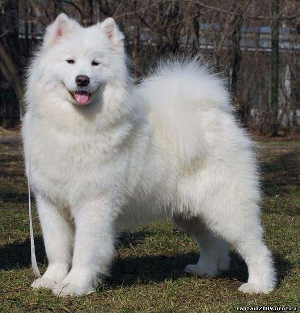 Blue Moon of Benji Virta Valo | Samoyed 