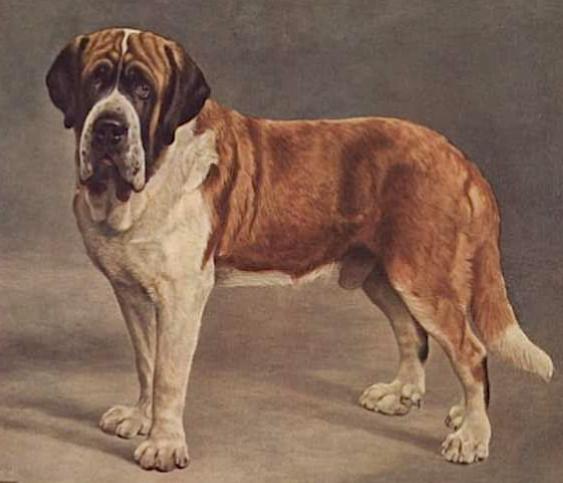 The Viking | Saint Bernard 