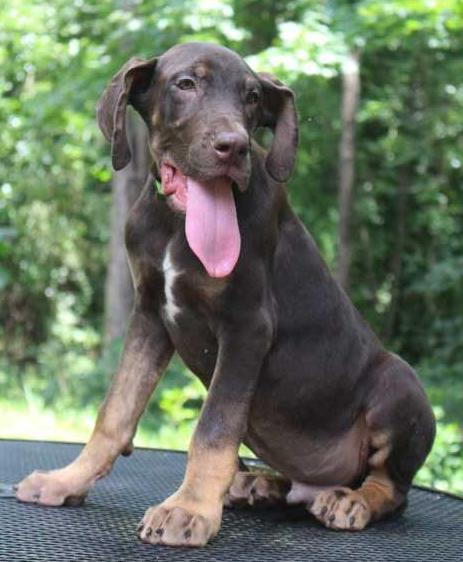 Swampside What A Huge Turkey | Great Dane 