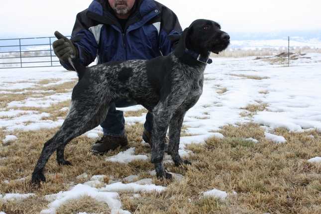 BONE POINT'S KADENCE | German Wirehaired Pointer 