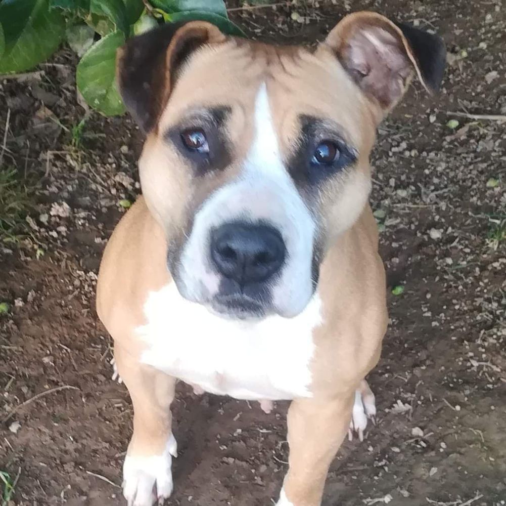 Gaheesha | American Staffordshire Terrier 