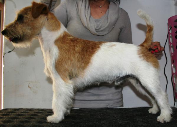 ROYAL DI SAN RUFFINO JACK QUASIMODO | Jack Russell Terrier 