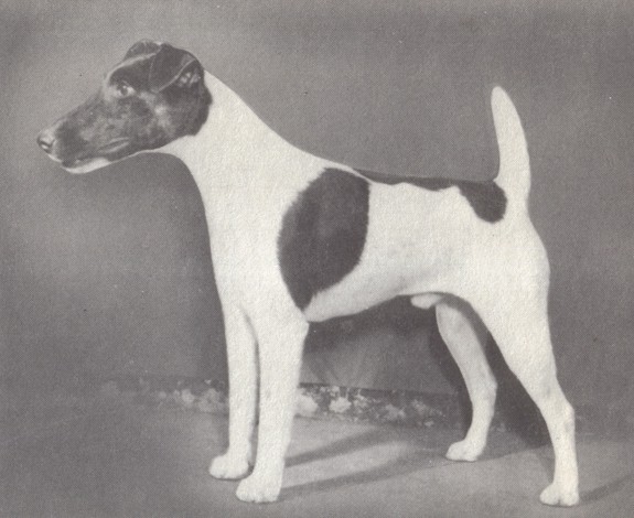 Woodcliffe Hiya Boy | Smooth Fox Terrier 