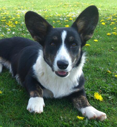 Lady Luna Haus Wityk | Cardigan Welsh Corgi 