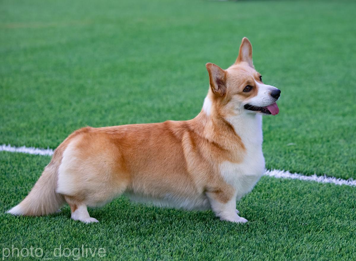 Hennessy Polka Tiffany Yellow | Pembroke Welsh Corgi 