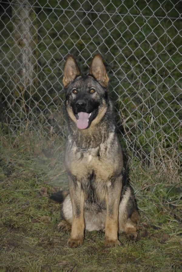 Sasanka Anrebri | German Shepherd Dog 