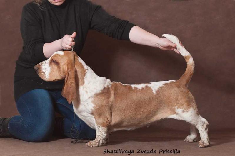 SCHASTLIVAYA ZVEZDA PRISCILLA | Basset Hound 