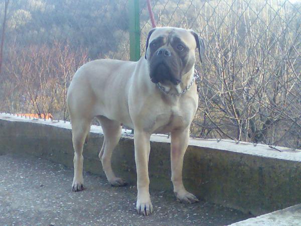 Cita Dell Slavone | Bullmastiff 