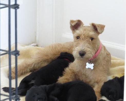 LADY GINA OSHALL | Lakeland Terrier 