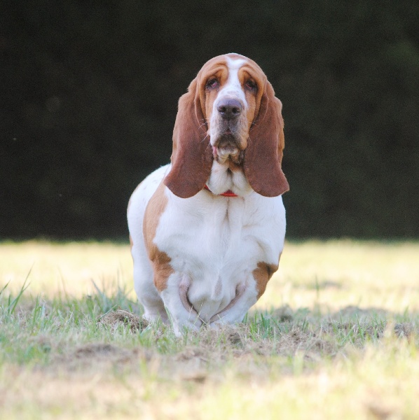 Eugenie du haras de la vergne | Basset Hound 