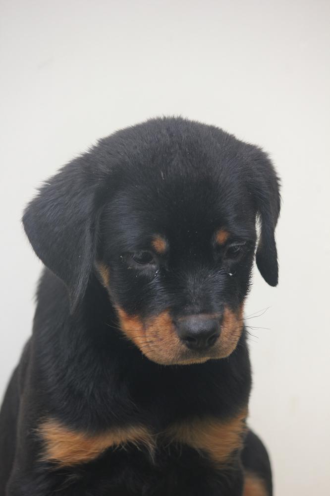 Lagvuchi Igor | Rottweiler 