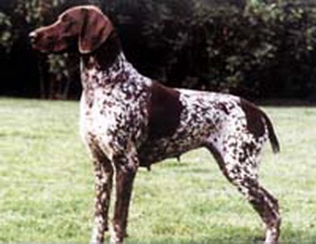 Emmily KS Vom Hege Haus | German Shorthaired Pointer 