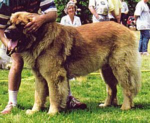 Humlabjers Dante | Leonberger 