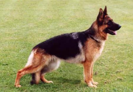 Irene vom Zellwaldrand | German Shepherd Dog 