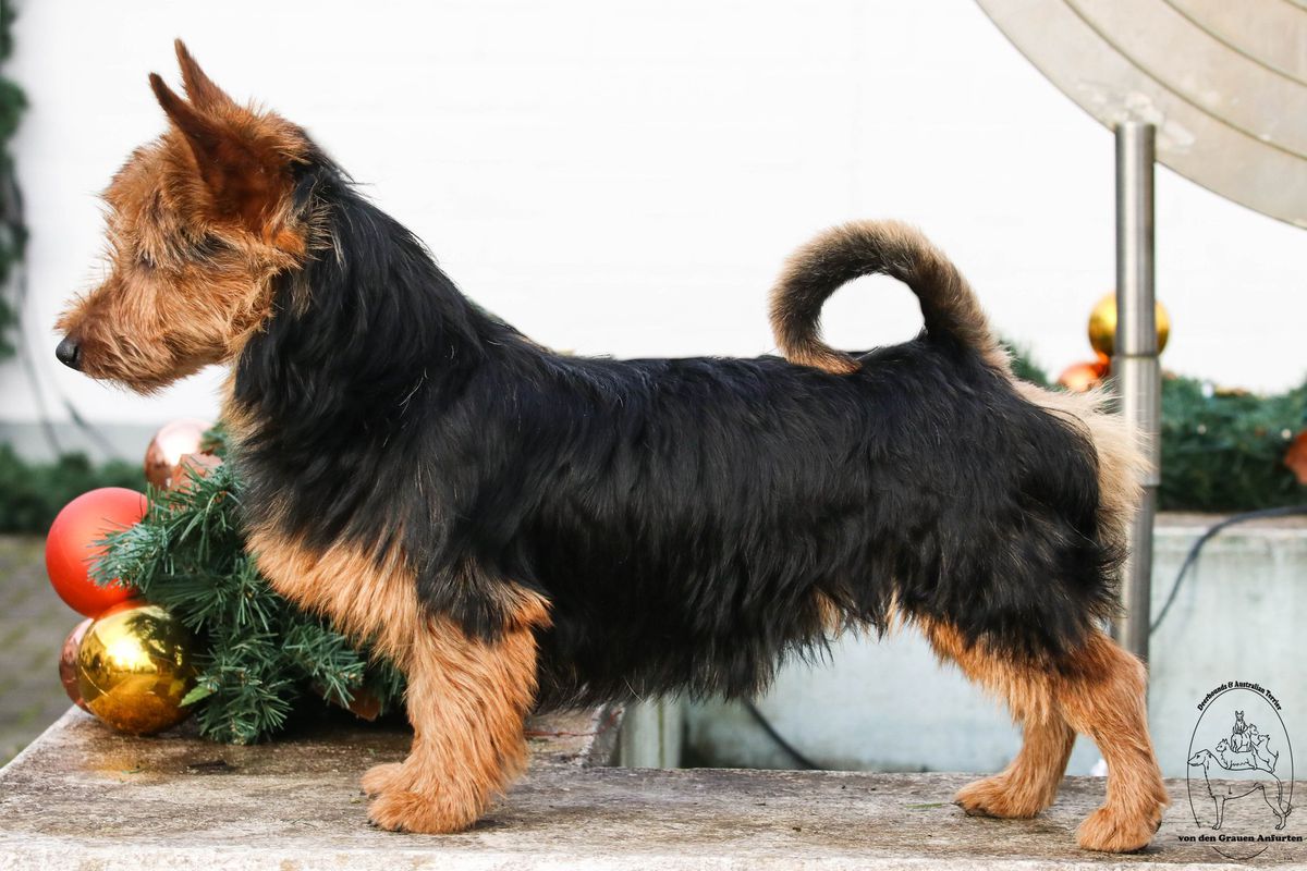 Redsky Blue Falcon of Hermod | Australian Terrier 