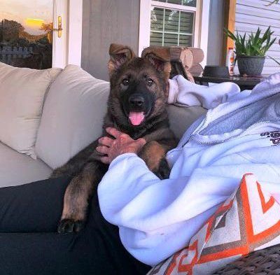 Annie Vom Hanrahaus | German Shepherd Dog 